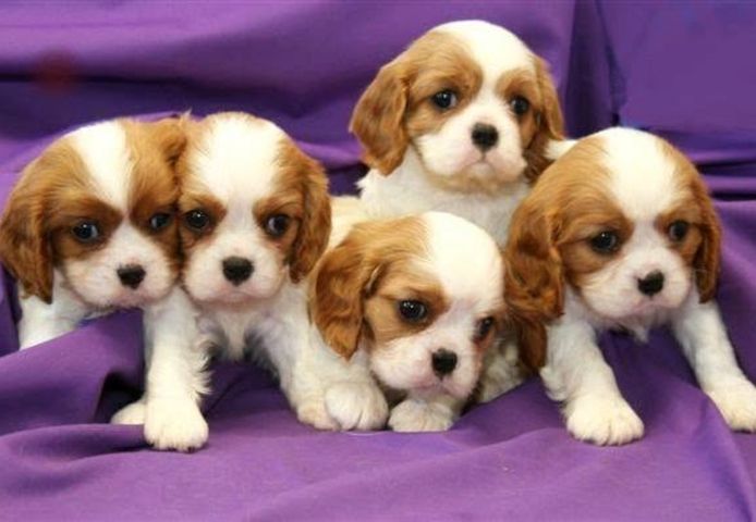 🐾 Cavalier King Charles Spaniel-Welpen 🐾
