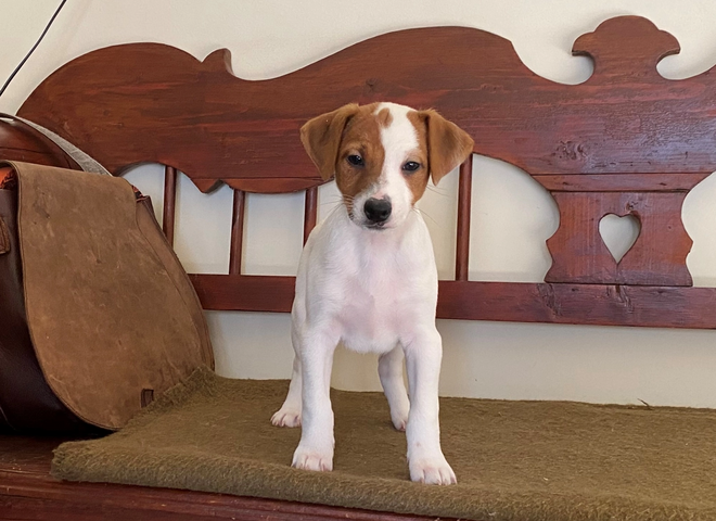 🐾 Jack-Russell-Terrier-Welpen 🐾