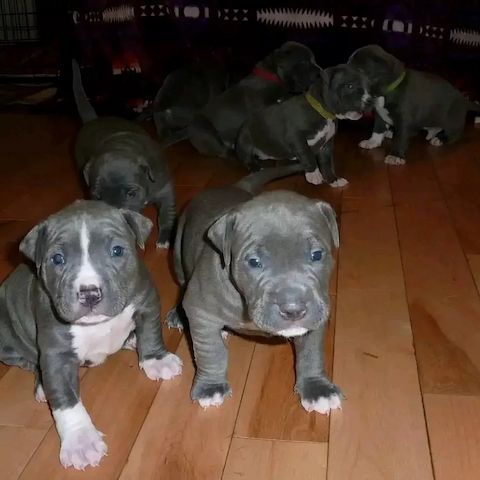 🐾 American-Pitbull-Welpen 🐾