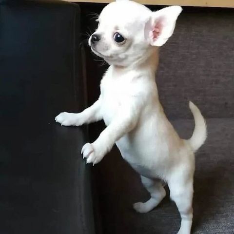 🐾 Chihuahua-Welpen 🐾