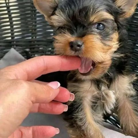 🐾 Yorkshire-Terrier-Welpen 🐾