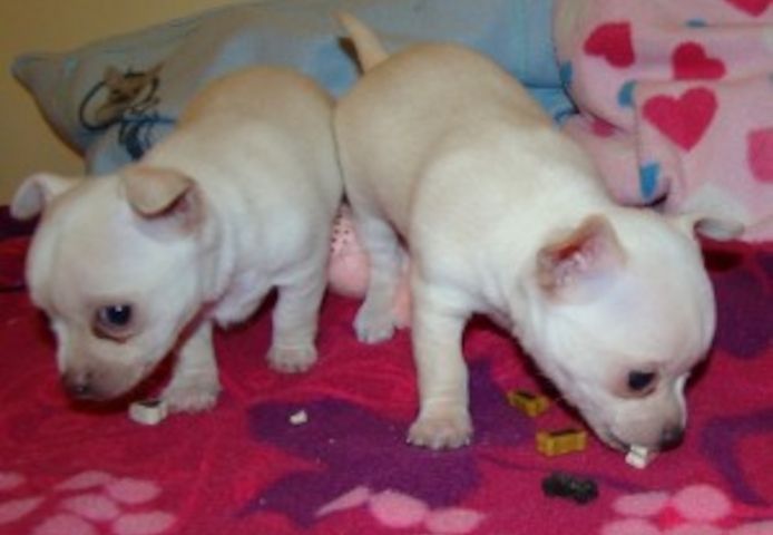 Chihuahua-Welpen