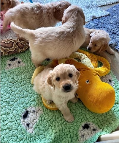 Golden-Retriever-Welpen.