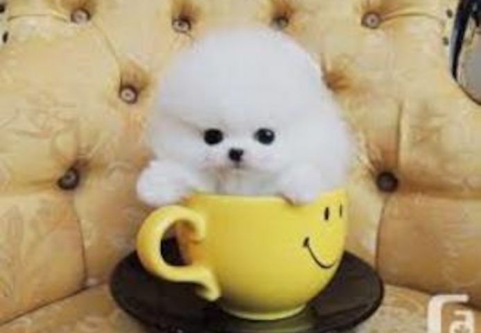 Super süße Pomeranian-Welpen