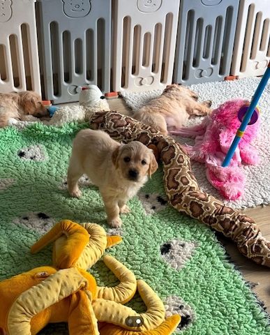 Golden Retriever Welpen
