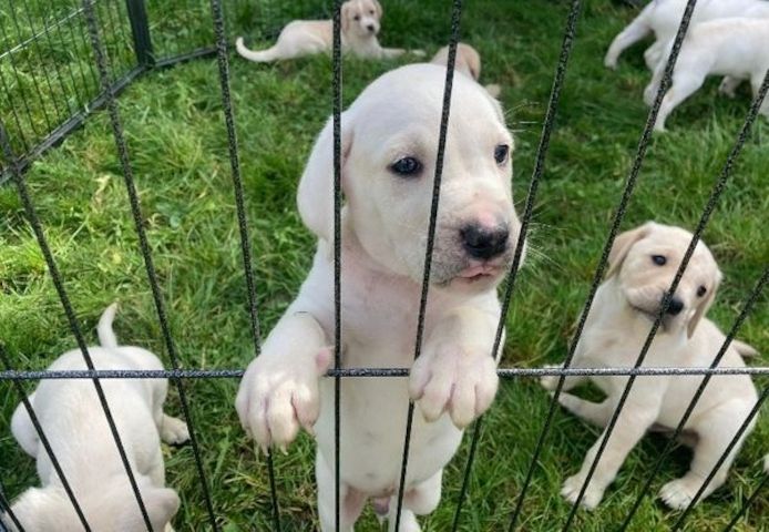 Golden-Retriever-Welpen