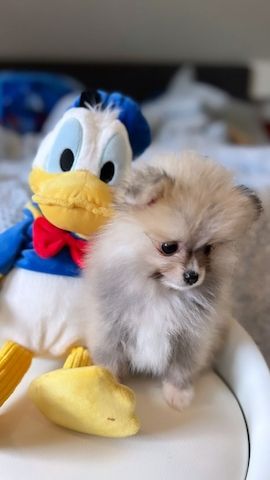 Pomeranian Zwergspitz