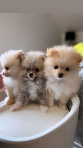 Pomeranian Zwergspitz
