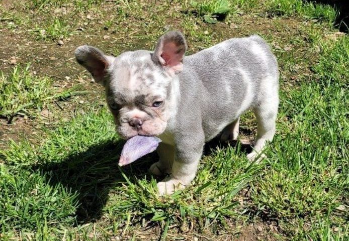 Französische Bulldoggen Welpen