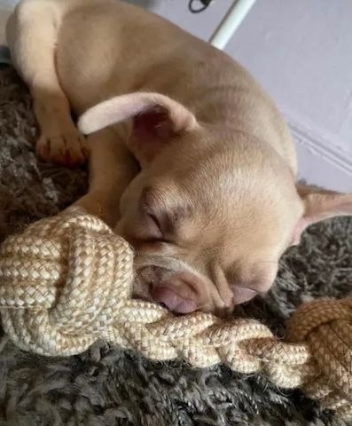 Französische Bulldoggen Welpen