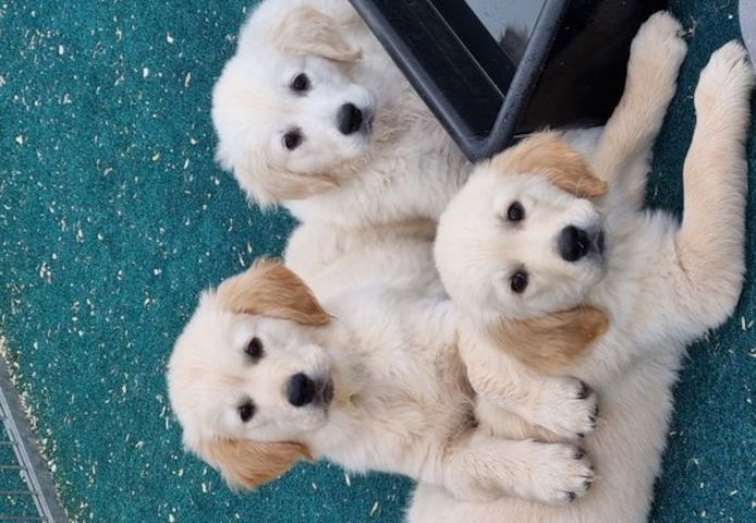 Wunderschöne Golden Retriever