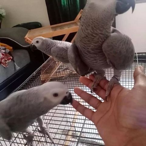 🦜 Paar Afrikanische Graupapageien 🦜