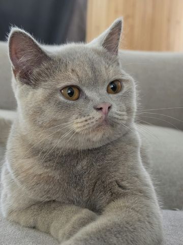 Drei liebe BKH Jungkatzen suchen ein neues Zuhause!