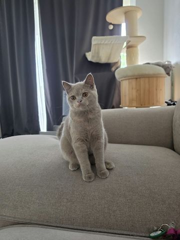 Drei liebe BKH Jungkatzen suchen ein neues Zuhause!