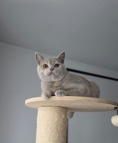 Drei liebe BKH Jungkatzen suchen ein neues Zuhause!