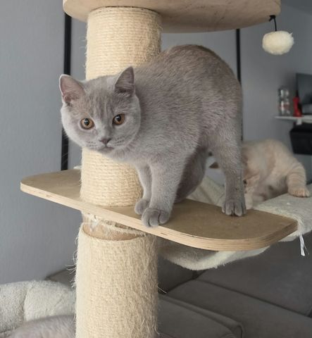 Drei liebe BKH Jungkatzen suchen ein neues Zuhause!