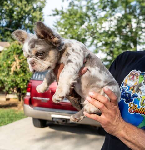 French Bulldog Puppy Available for Adoption