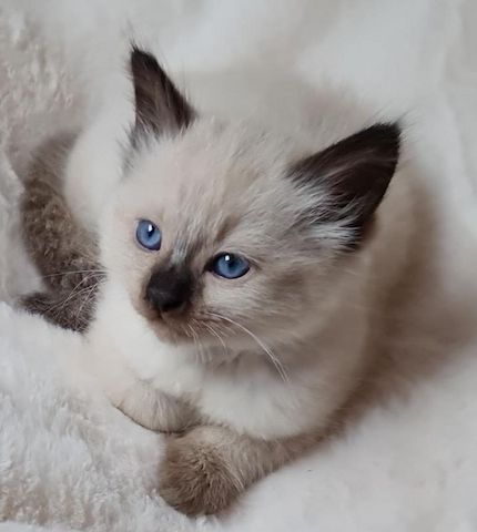 Wunderschöne Ragdoll-Kätzchen.