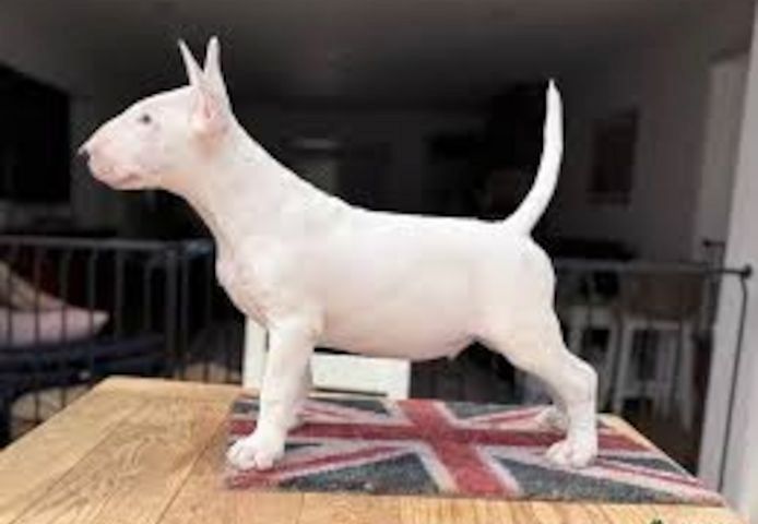 Bullterrier-Welpen,,