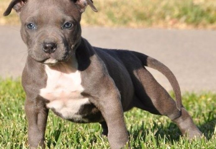 American-Pitbull-Welpen abzugeben,.