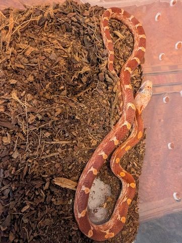 3.1 Hypo Bloodred Motley