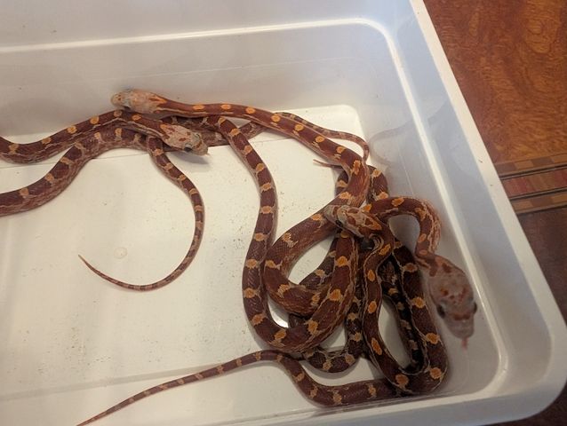 3.1 Hypo Bloodred Motley