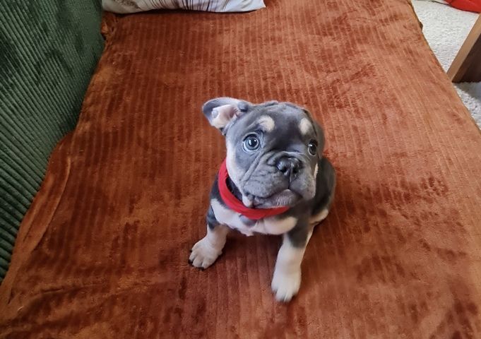 Französische BulldoggeWelpen