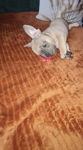 Französische BulldoggeWelpen