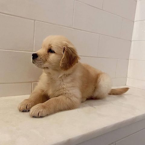 Wunderschöne Golden Retriever