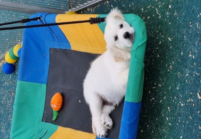 Golden Retriever Welpen