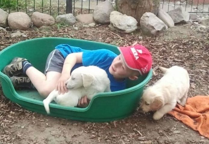 Golden-Retriever-Welpen