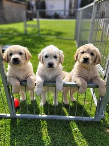 Golden-Retriever-Welpen