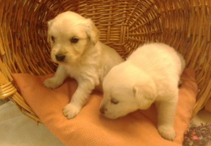 Golden Retriever Welpen suchen Ihre Familie Welpen