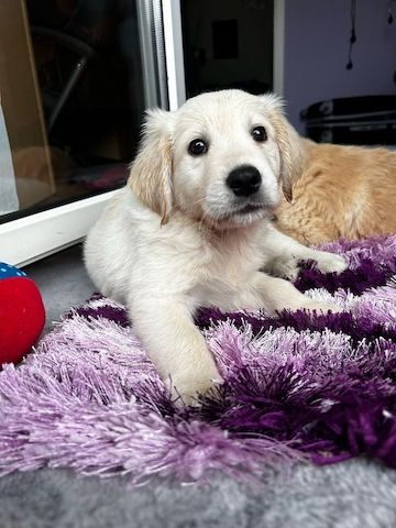 Golden Retriever Welpen
