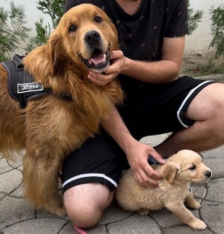 Golden Retriever Welpen
