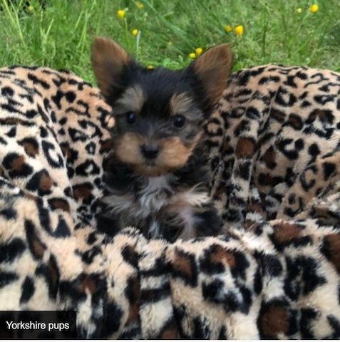 Mini Yorkshire Terrier Welpen