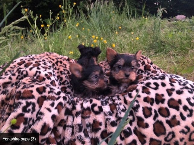 Mini Yorkshire Terrier Welpen