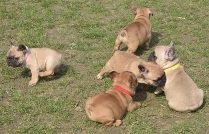 französische Bulldog Welpen
