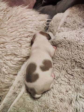 französische Bulldog Welpen