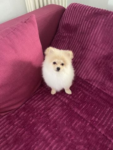 Bezaubernde Pomeranian Zwergspitz Welpen in tollen Farben mit Papieren