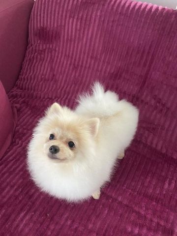 Pomeranian und Pomchi Welpen