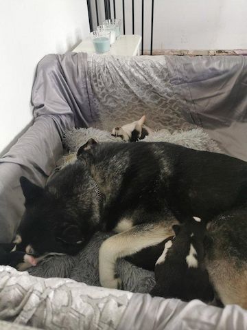 Siberian Husky Welpen