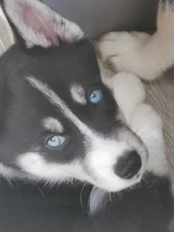Siberian Husky Welpen