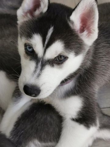 Siberian Husky Welpen