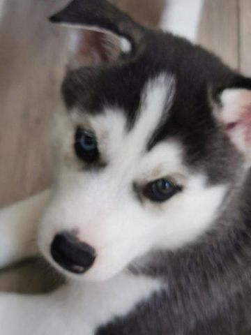 Siberian Husky Welpen