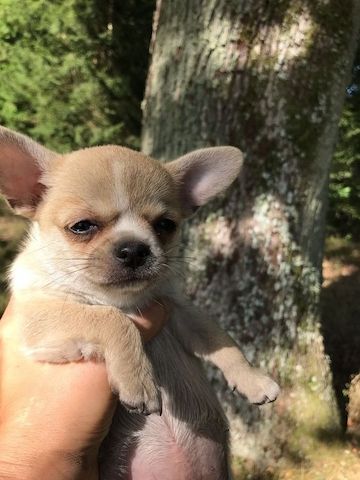 Chihuahua Welpen mit FCI Papiere