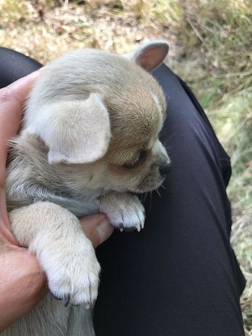 Chihuahua Welpen mit FCI Papiere