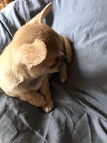 Chihuahua Welpen mit FCI Papiere