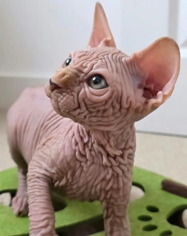 LETZTER! Außergewöhnlicher, faltiger Sphynx-Kater