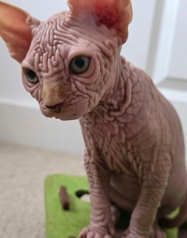 LETZTER! Außergewöhnlicher, faltiger Sphynx-Kater